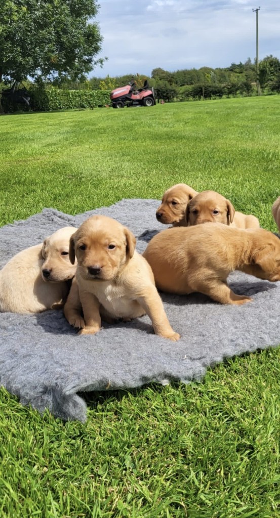 A group of Labrador puppies resting on a soft grey blanket on a lush green lawn