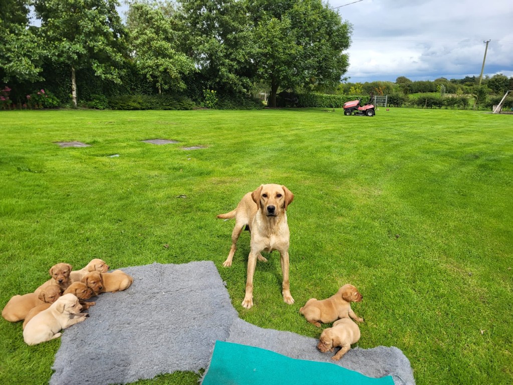A proud Labrador Retriever mother standing watch over her litter of puppies on a lush green lawn