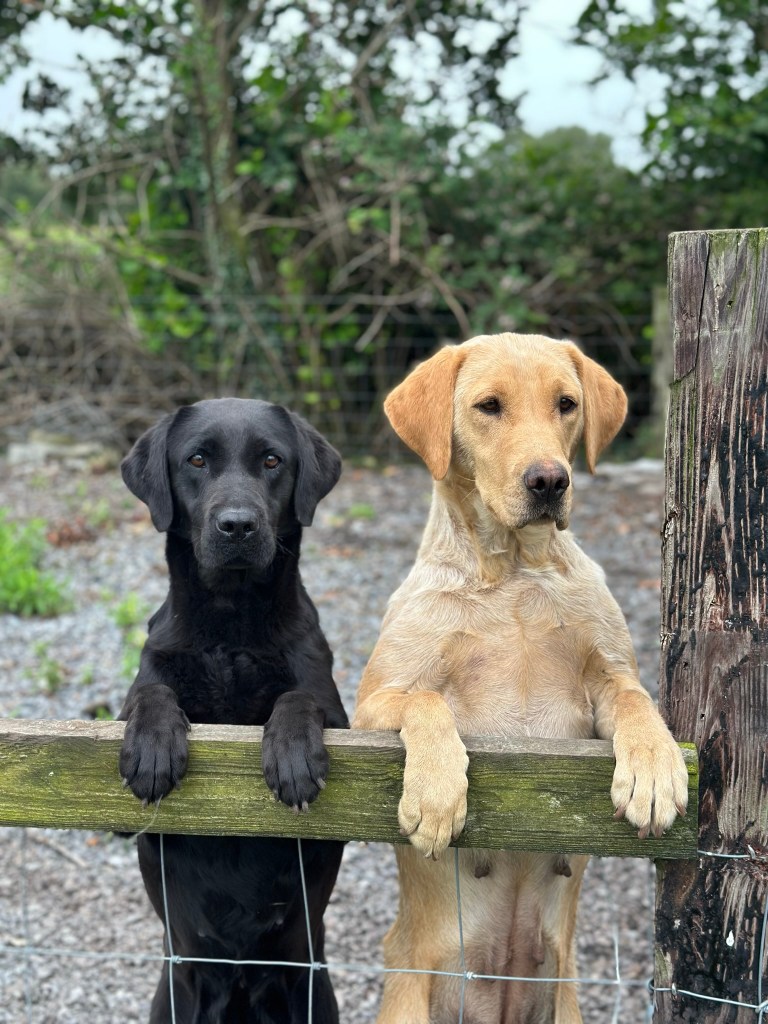 A black and a gold Labrador Retriever standing on their hind legs, resting their front paws on a wooden fence, looking curiously at the camera