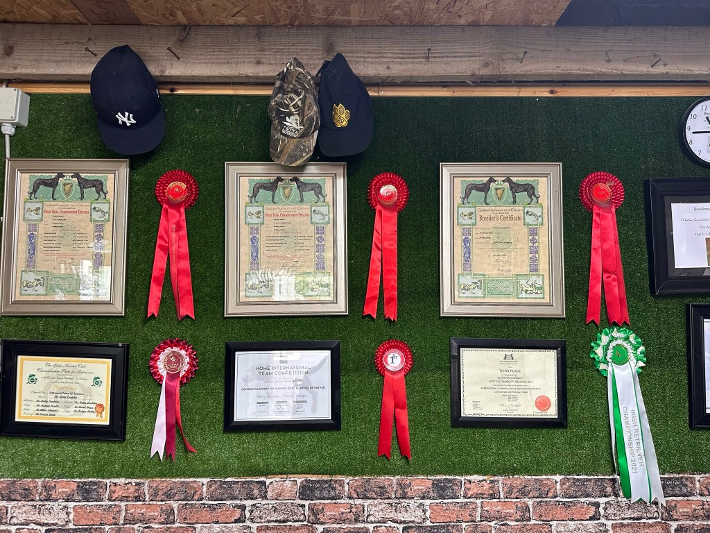 A display of framed certificates and award ribbons showcasing achievements in field trials and retriever championships, symbolizing Ultimutts Singapore’s commitment to excellence in breeding and training