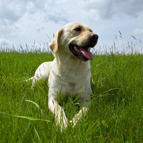 A happy white Labrador Retriever lies in a vibrant green field under a cloudy sky.