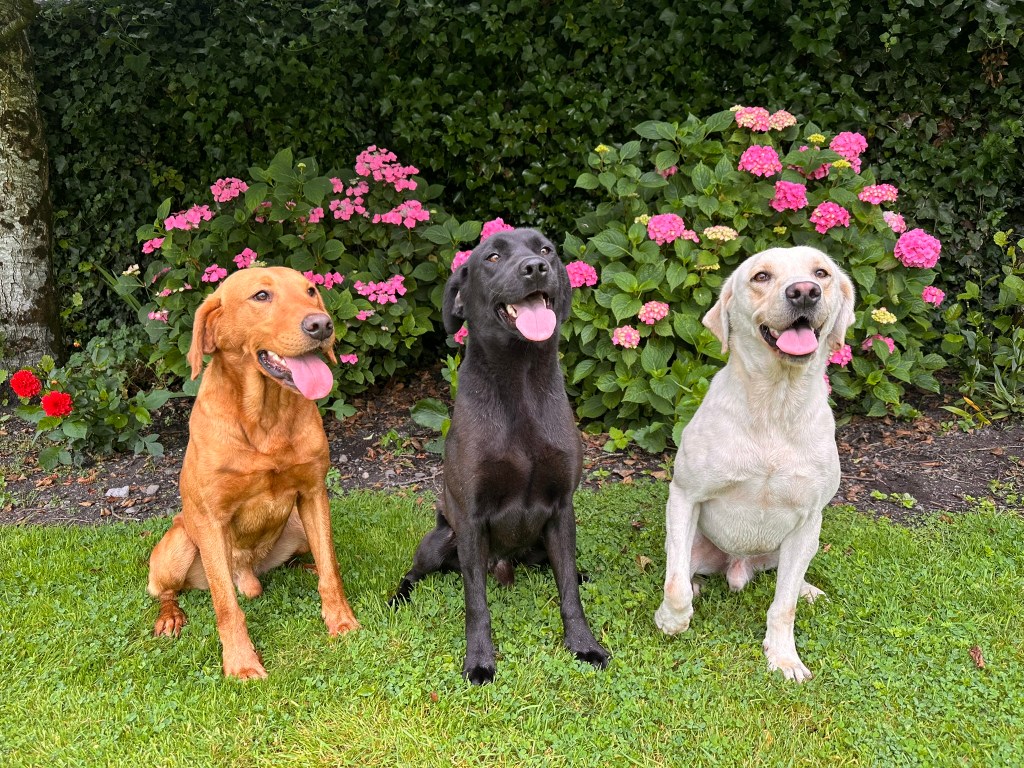 A trio of Labrador retrievers—a fox red, a black, and a yellow—sit side-by-side in a grassy garden. All three dogs are panting happily with their tongues out, and they are in front of a hedge and a bush with vibrant pink hydrangea-like flowers.