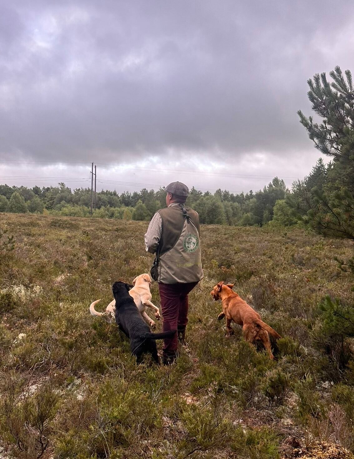 An Ultimutts Singapore breeder walking through open countryside with Labradors during an outdoor training and field session.